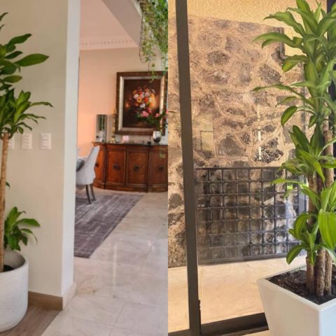 cómo hacer crecer un palo de Brasil