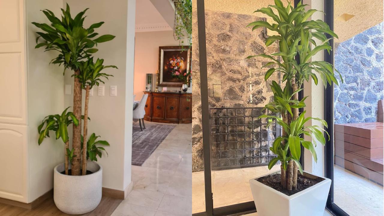 cómo hacer crecer un palo de Brasil