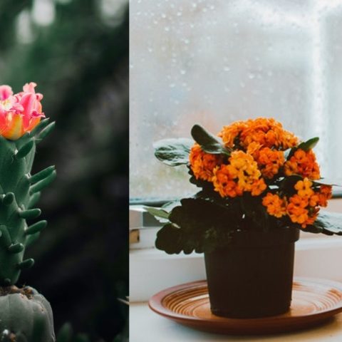 hacer florecer tus suculentas