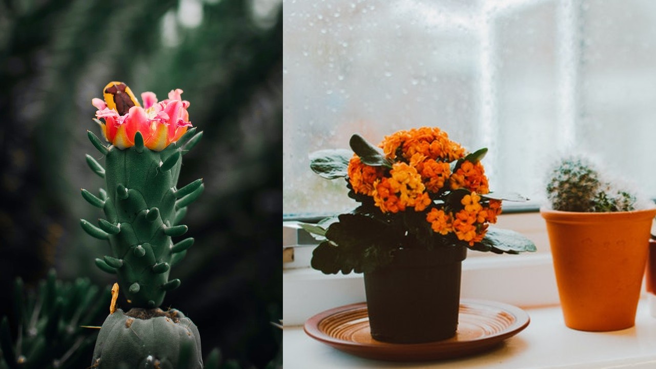 hacer florecer tus suculentas