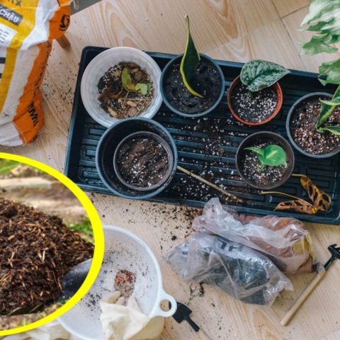 Cómo hacer té de hummus de lombriz