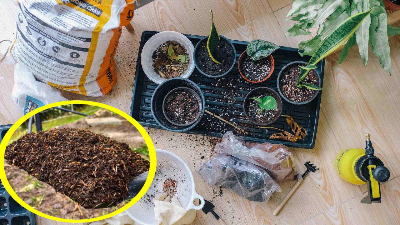 Cómo hacer té de hummus de lombriz