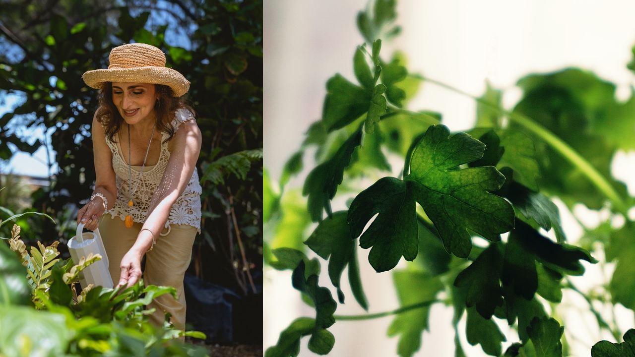 insecticida casero con perejil