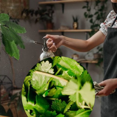 potente insecticida con perejil para acabar con las plaga