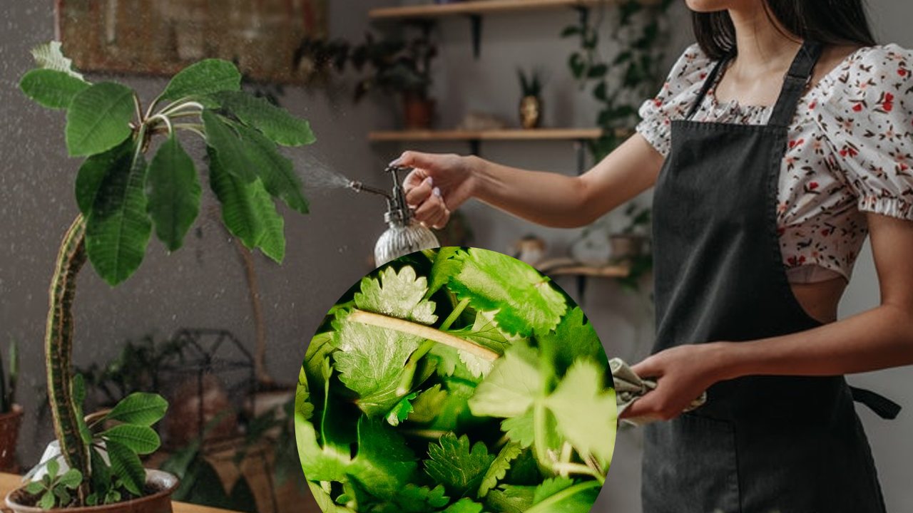 potente insecticida con perejil para acabar con las plaga