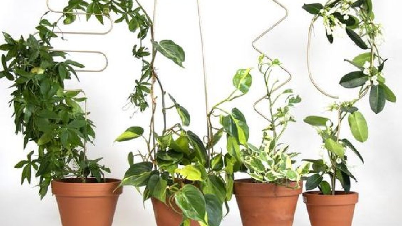 como hacer tutor enredadera