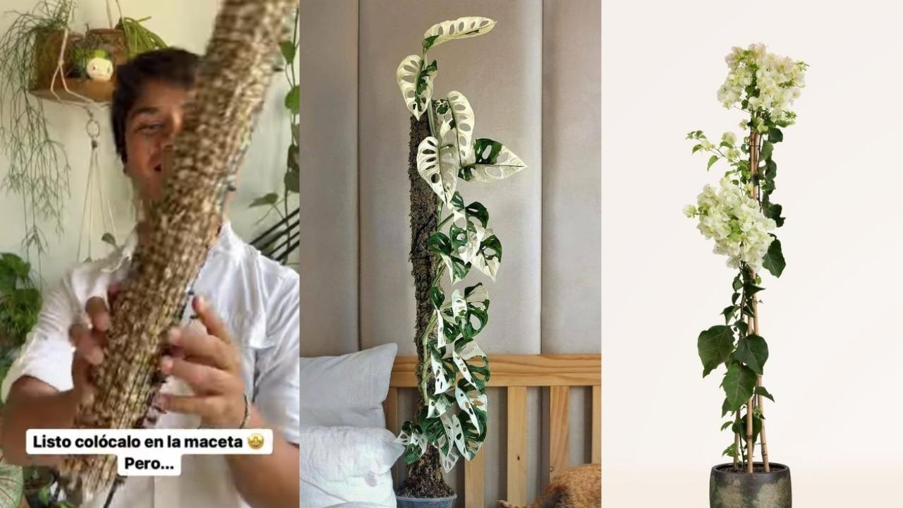 como hacer tutor plantas enredaderas