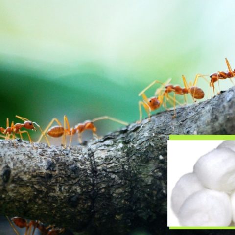 hacer una efectiva trampa con algodon para eliminar las hormigas