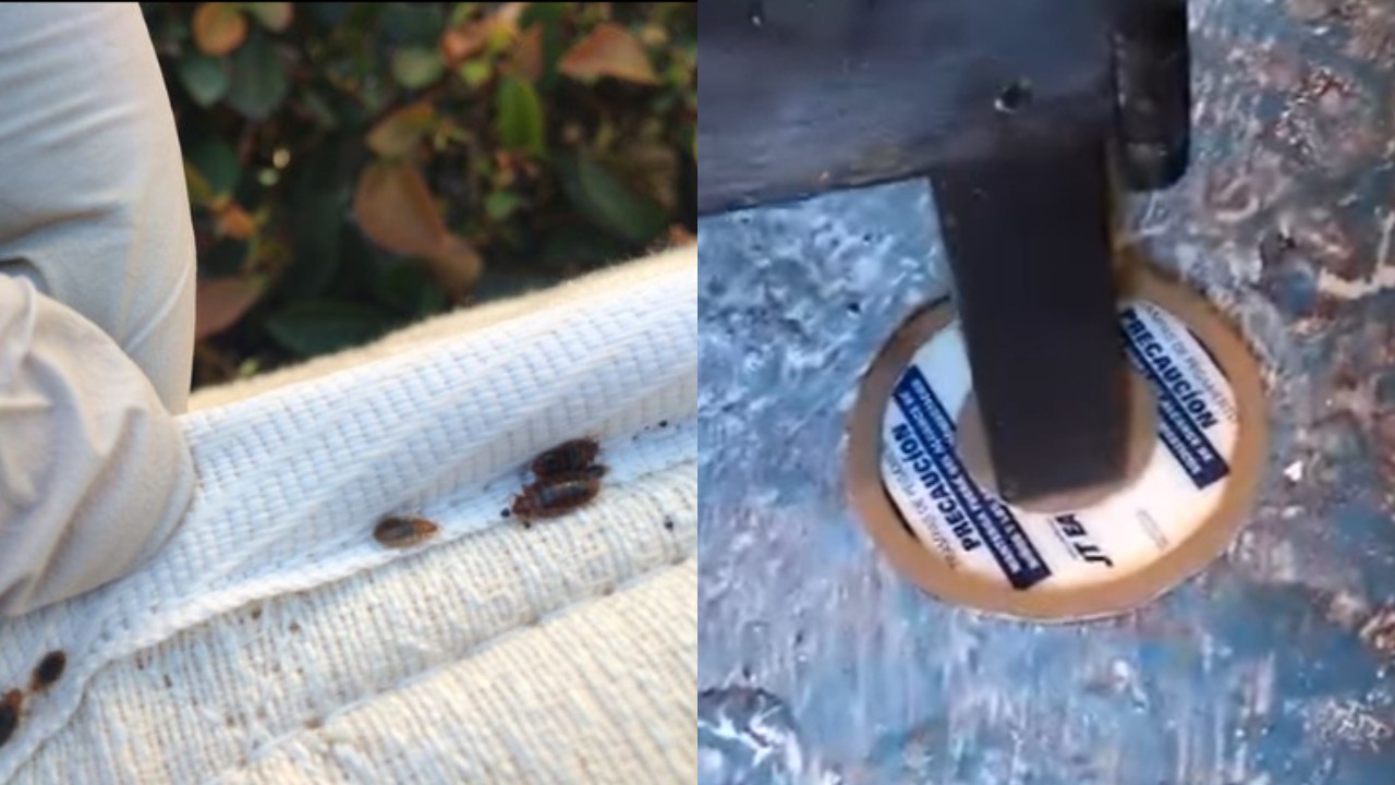 cómo hacer una trampa de pegamento para chinches