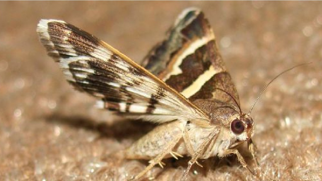 donde encontrar polillas