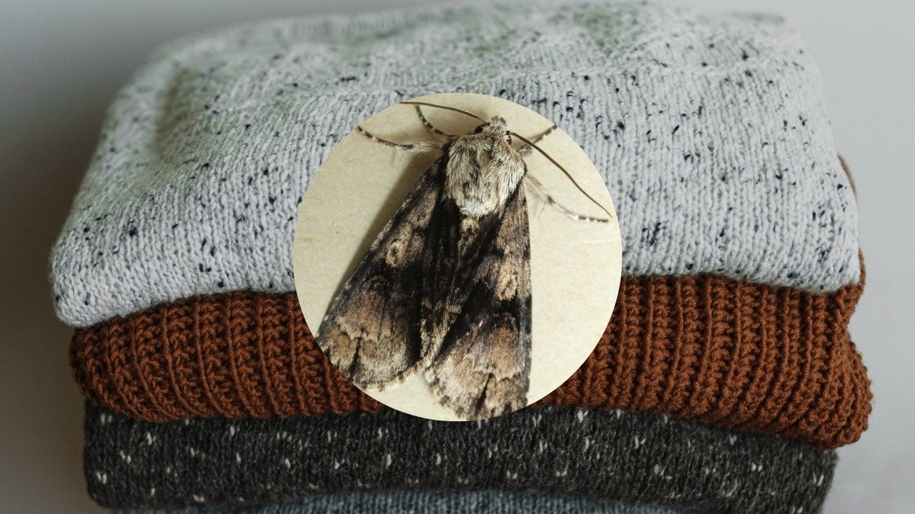 de donde salen polillas