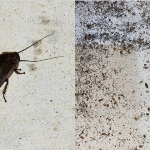 cómo identificar huevos de cucaracha