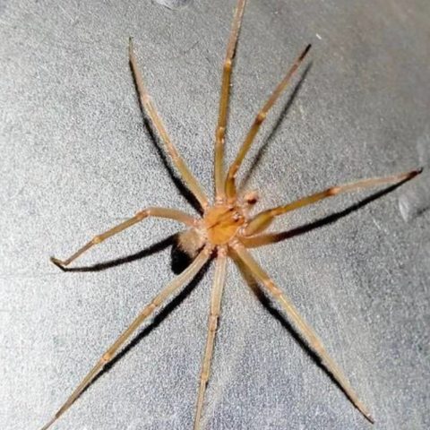 cómo identificar la nueva araña violinista