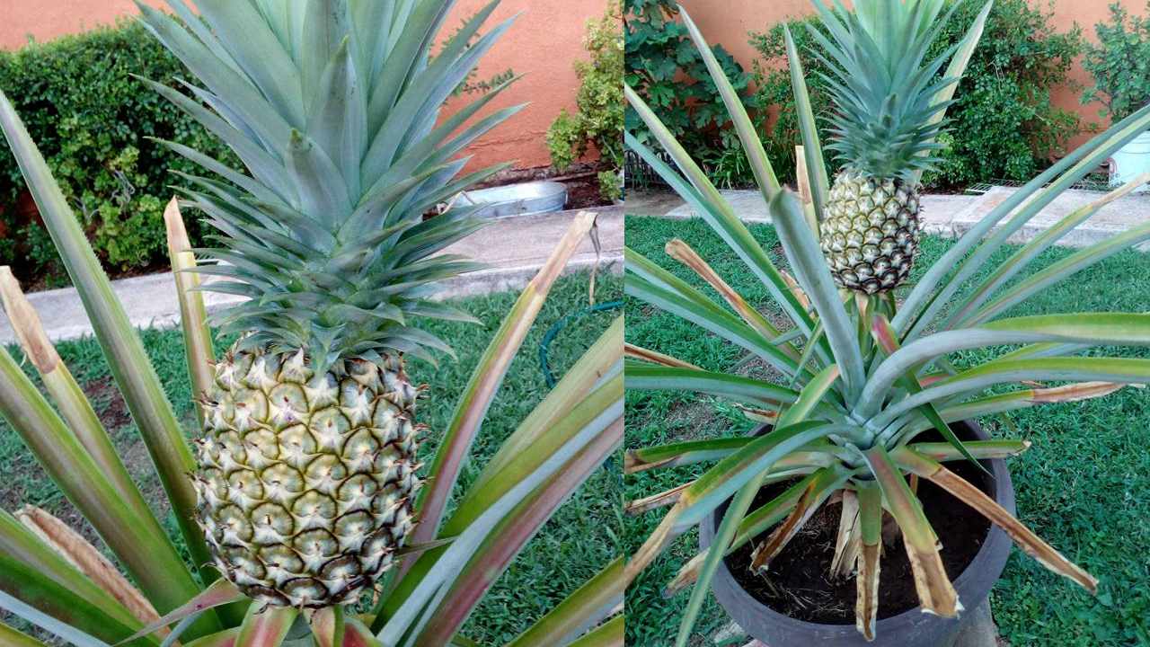 piña en maceta