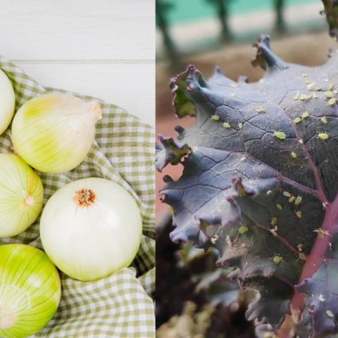 Como preparar agua de cebolla para eliminar el pulgon y hongos de tus plantas