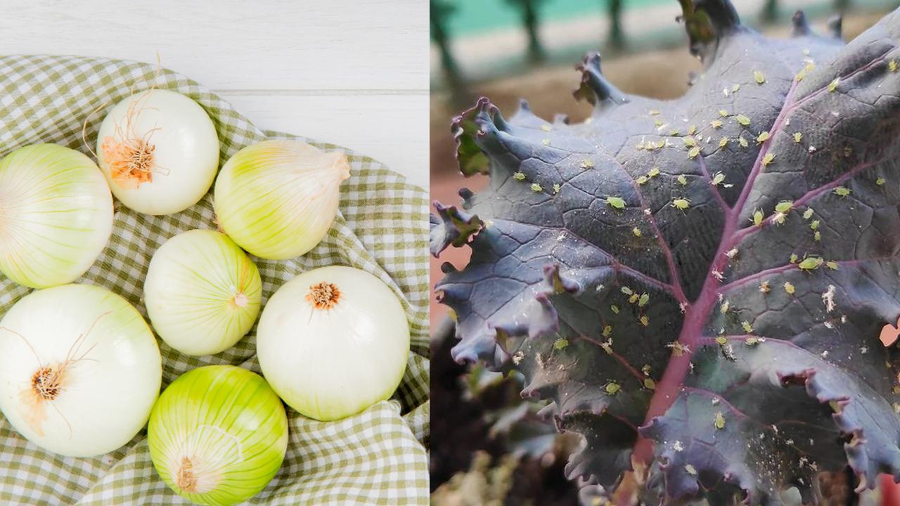 Como preparar agua de cebolla para eliminar el pulgon y hongos de tus plantas