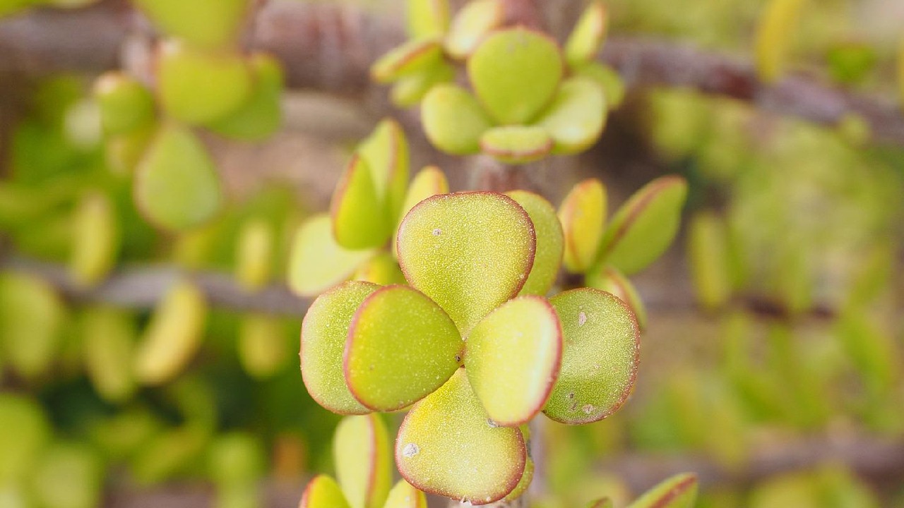 como reproducir portulacaria afra