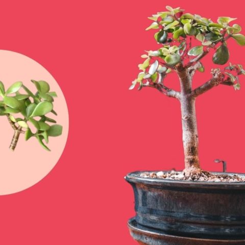 como reproducir arbol de la abundancia