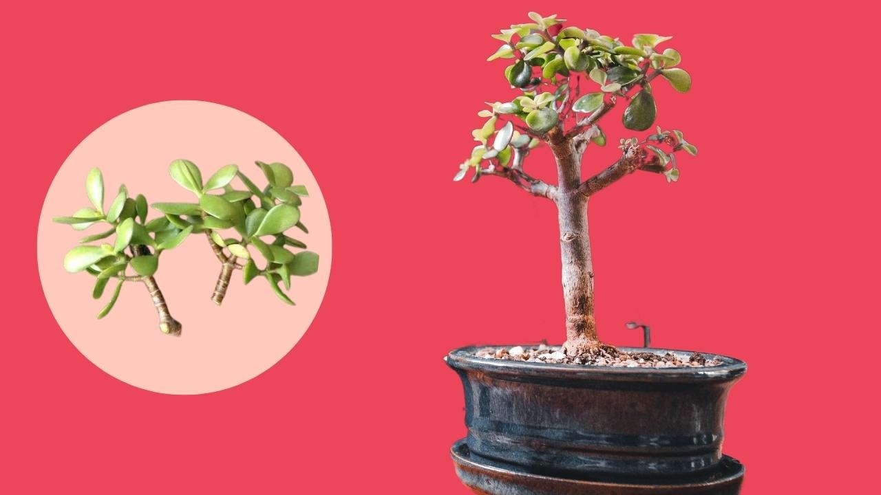 como reproducir arbol de la abundancia