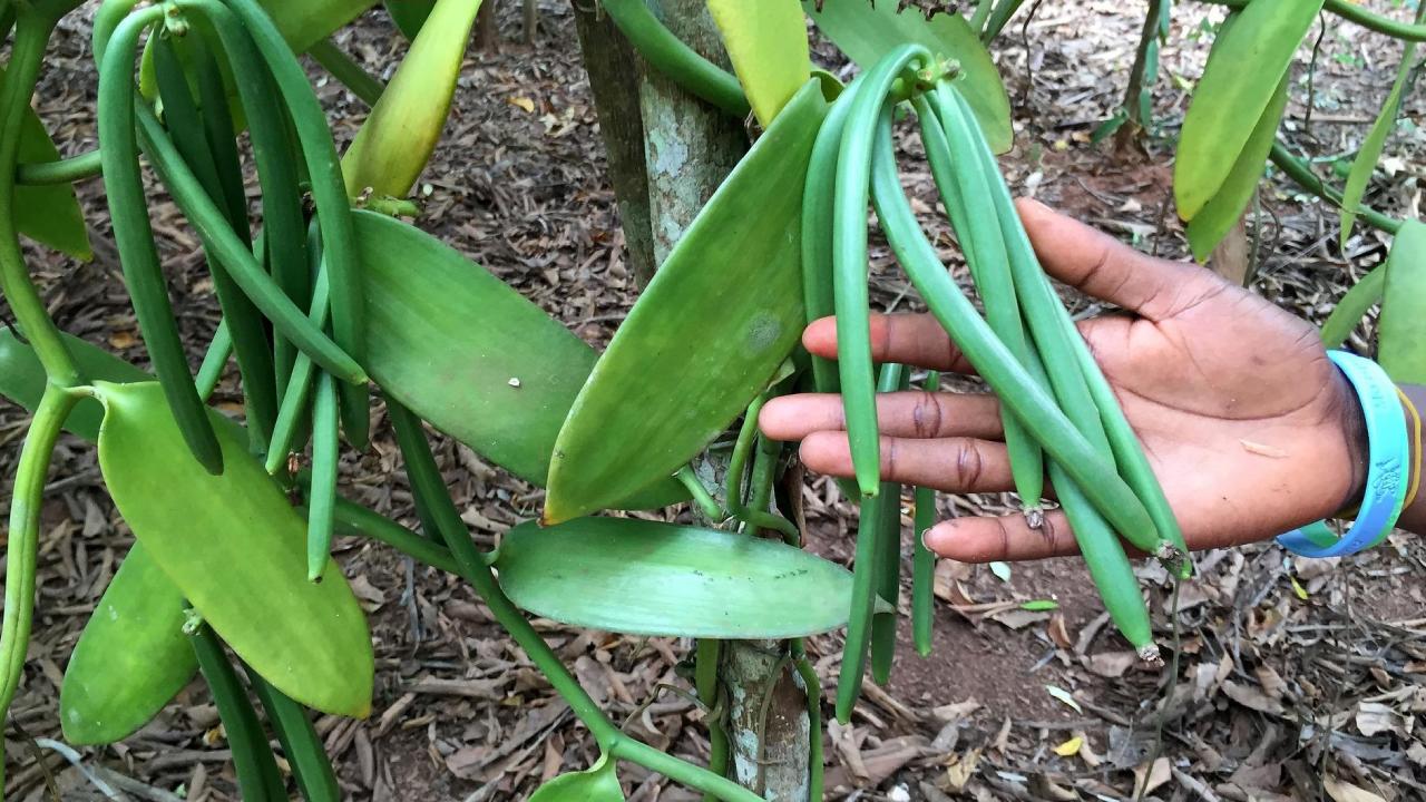 cómo saber si tu vainilla es natural o de castor