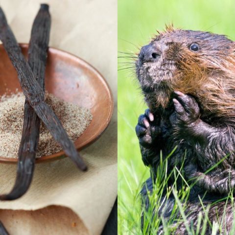 cómo saber si tu vainilla es natural o de castor