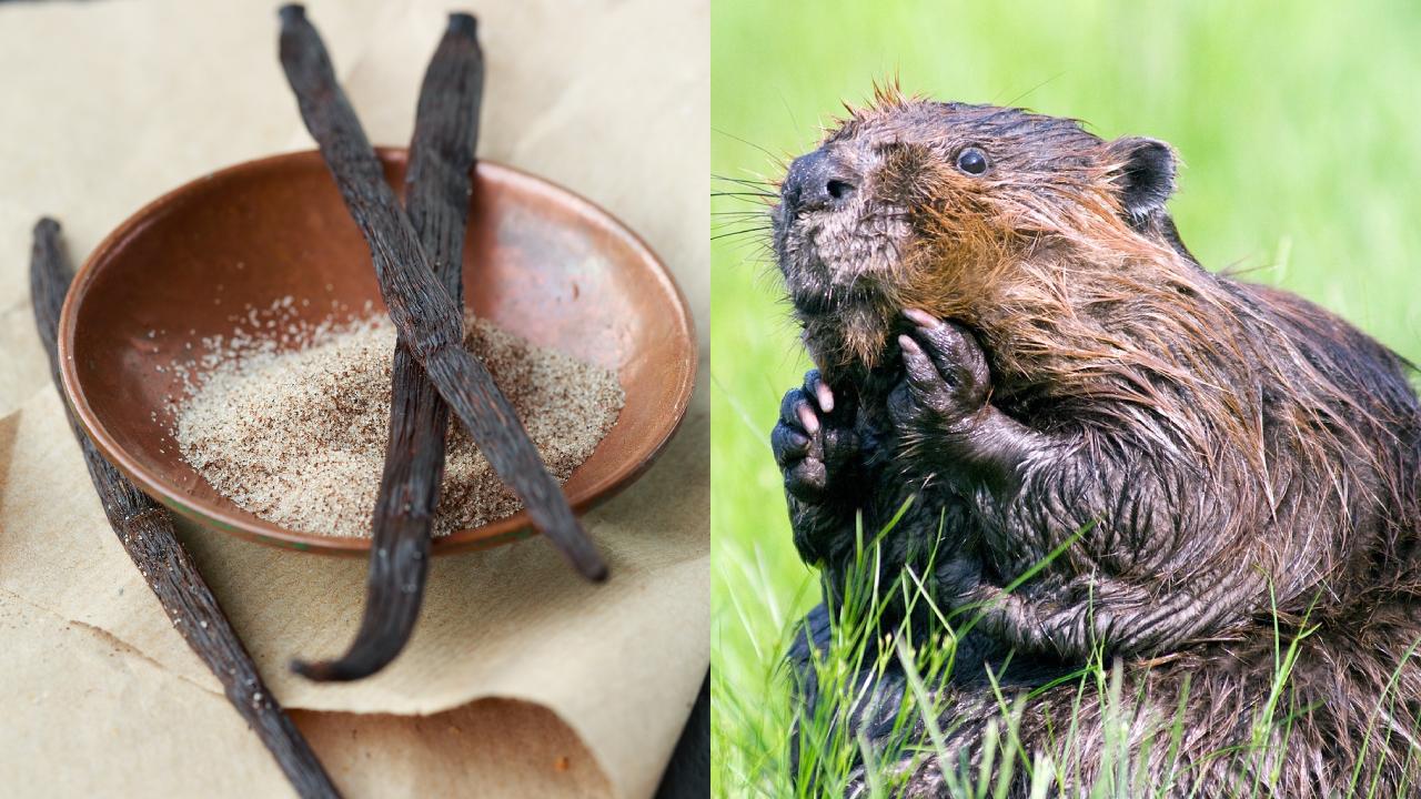 cómo saber si tu vainilla es natural o de castor