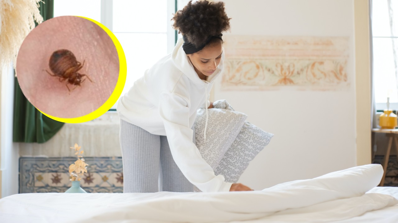 cómo saber que no hay chinches en tu cama