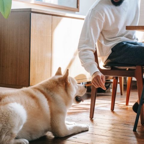 creolina para ahuyentar perros