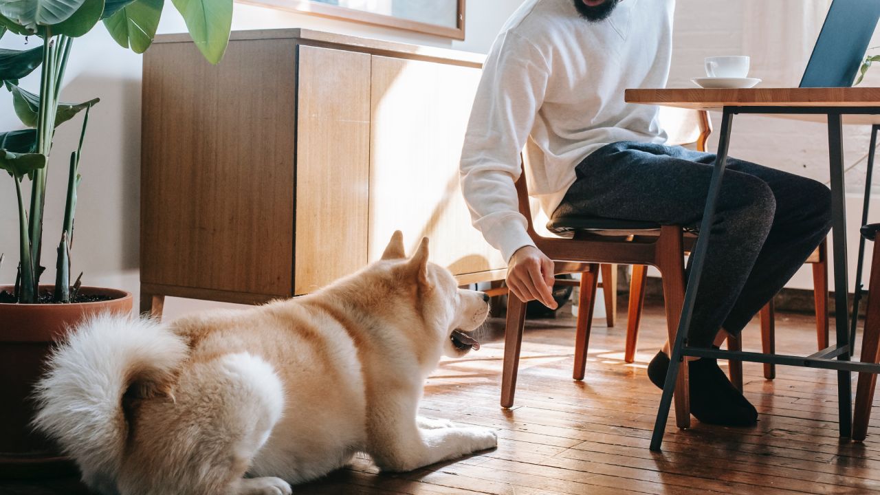 creolina para ahuyentar perros
