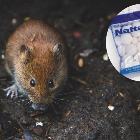 naftalina para ahuyentar a ratas y ratones de tu casa