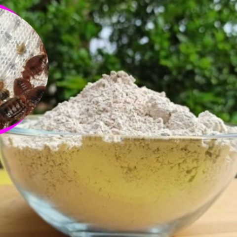 cómo usar tierra diatomeas para eliminar las chinches