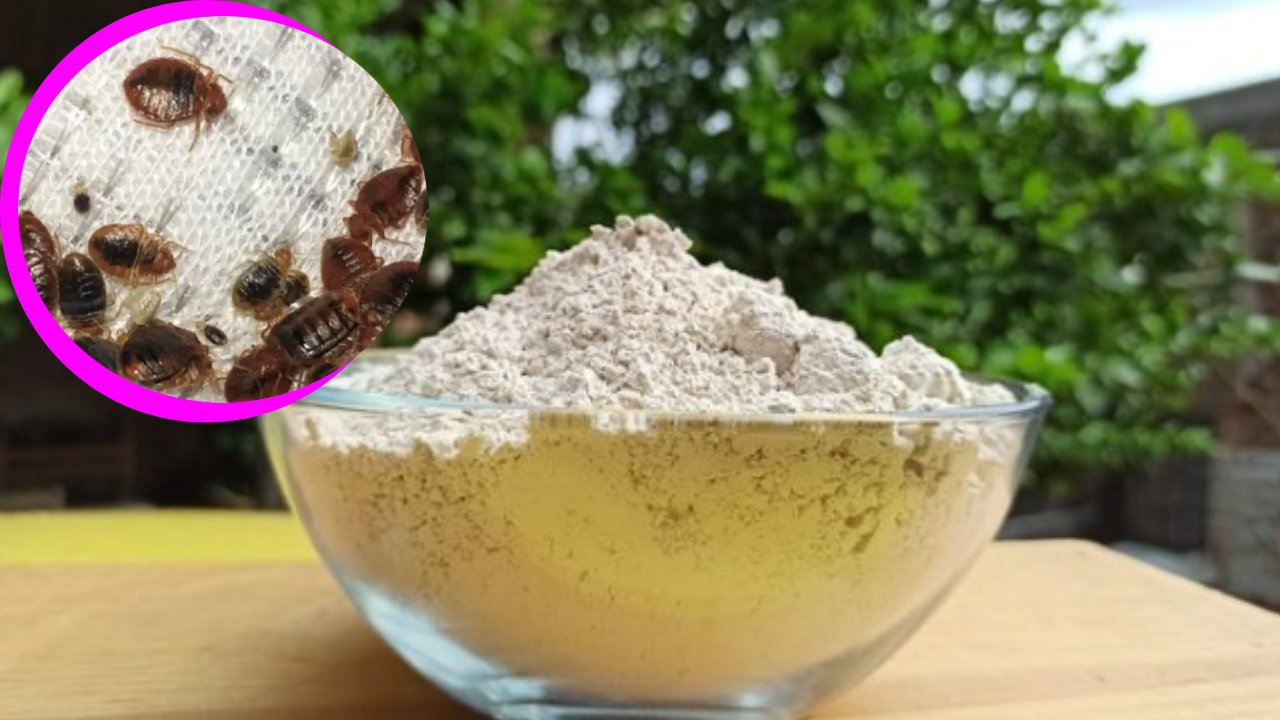 cómo usar tierra diatomeas para eliminar las chinches