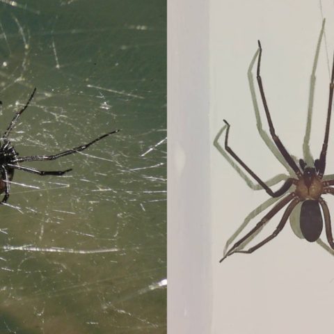 cuál es más peligrosa araña violinista o viuda negra