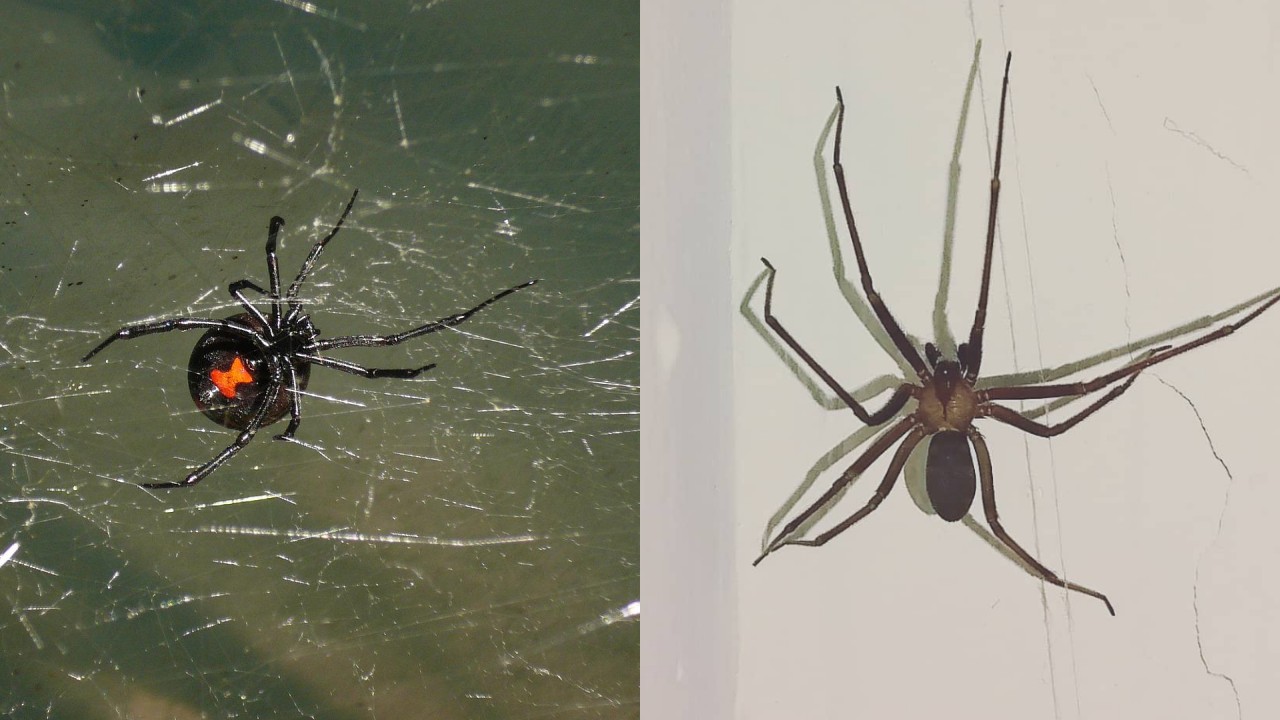 cuál es más peligrosa araña violinista o viuda negra