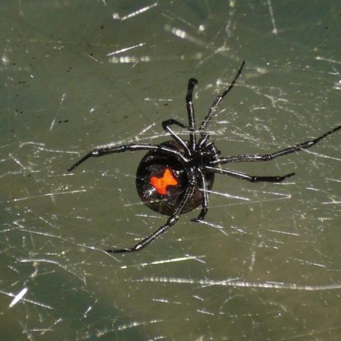 temporada de arañas viuda negra en México