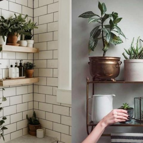 donde no colocar suculentas