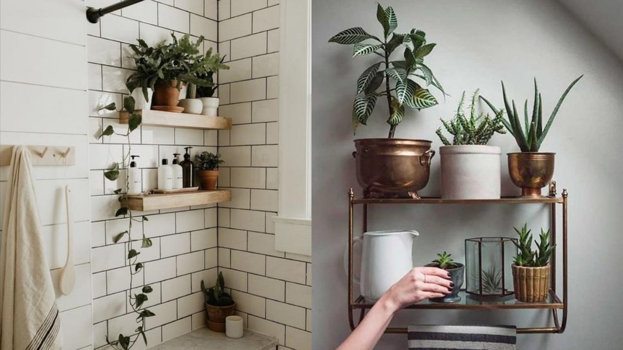 donde no colocar suculentas