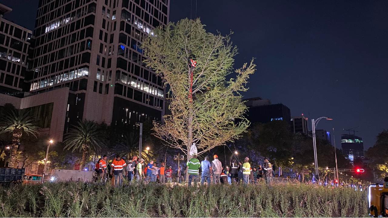 ahuehuete en reforma