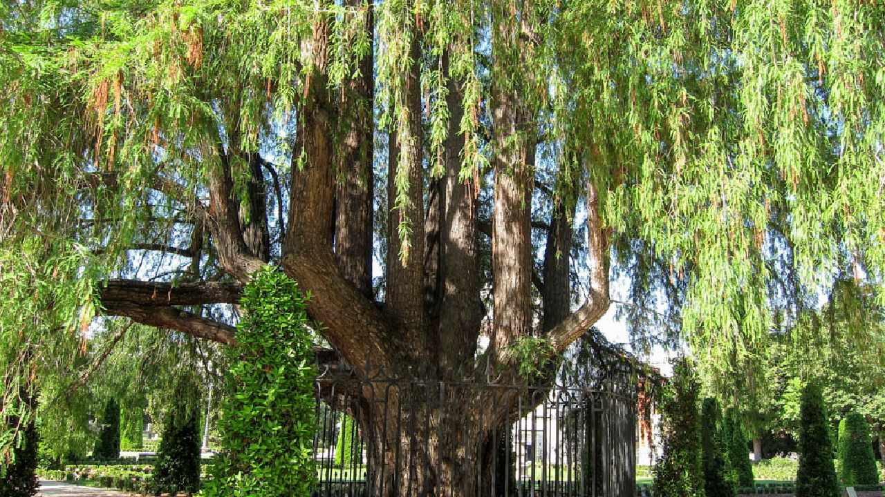 que paso con ahuehuete de reforma