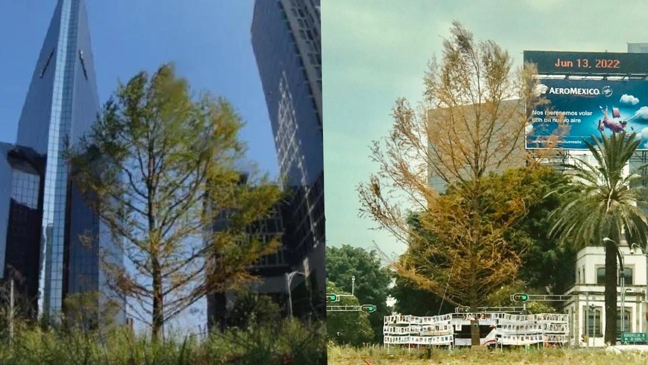 ahuehuete de reforma se seco