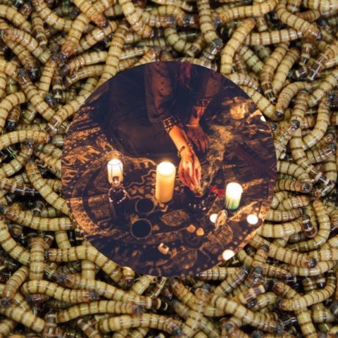 significado espiritual gusanos en casa