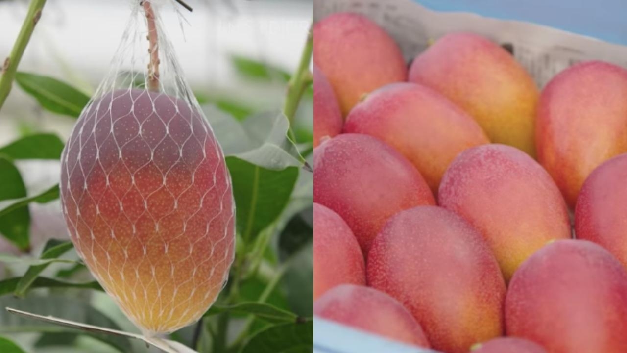 mangos mas caros