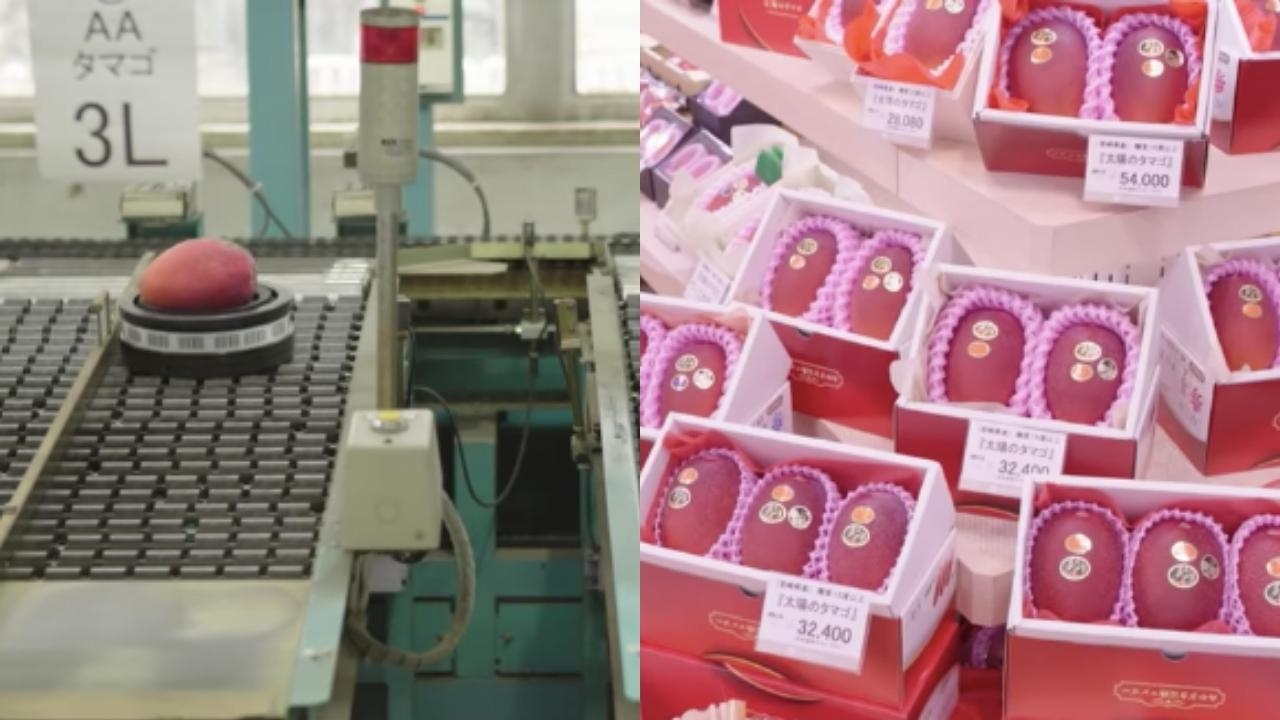 mangos taiyon no tamago
