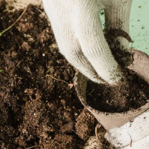 mejores fertilizantes para tus plantas en este verano te llenaras de flores