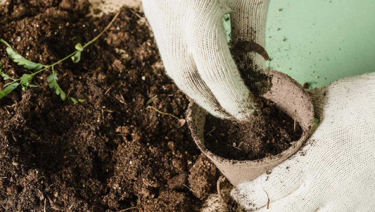 mejores fertilizantes para tus plantas en este verano te llenaras de flores