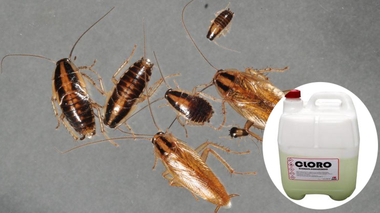 usar cloro para deshacerte de las cucarachas