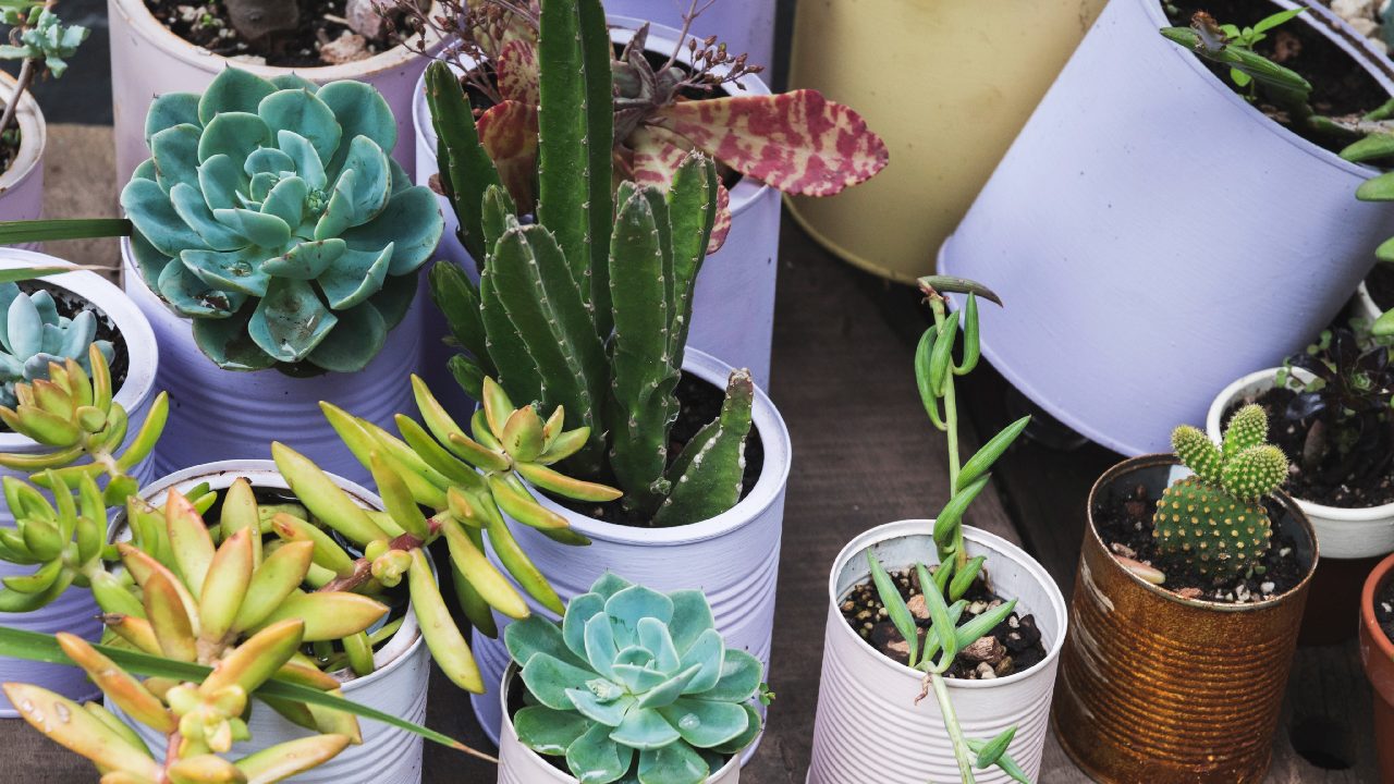 macetas de lata danan plantas