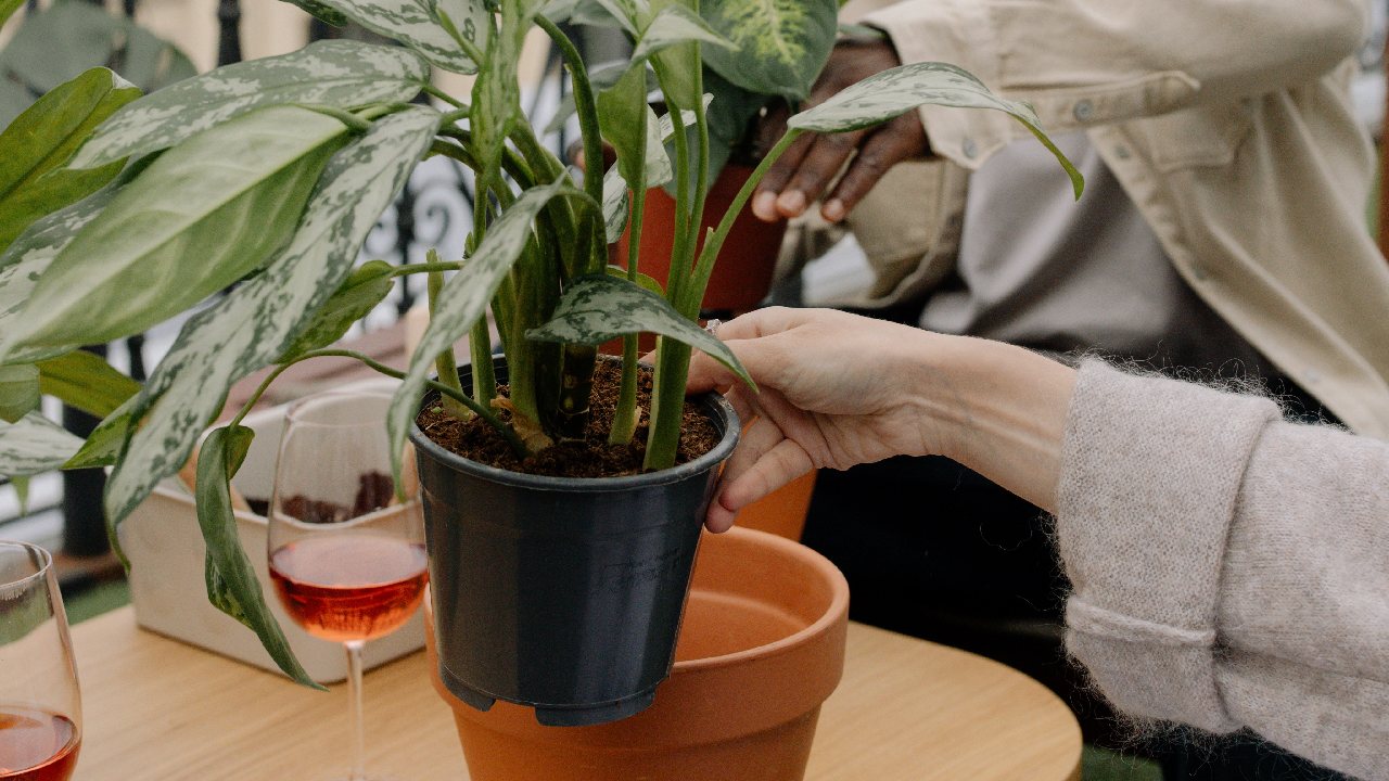 plantas nunca en macetas de barro