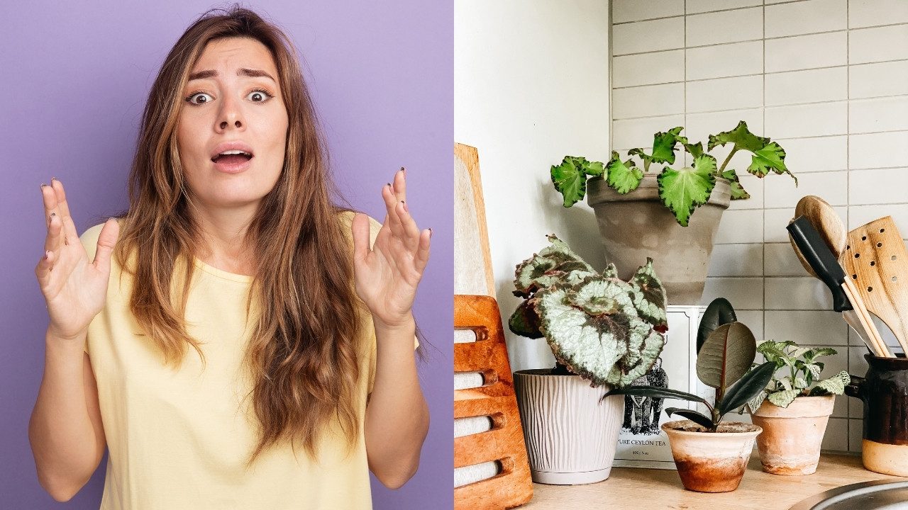 plantas que nunca debes tener en barro