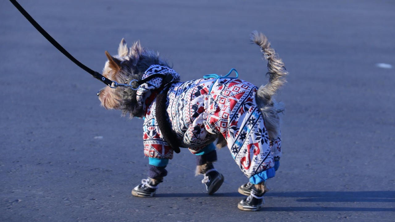 Poner zapatos a los perros efectos para su salud